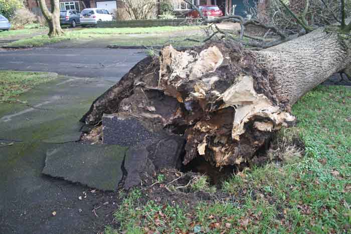 fallen tree - view of base